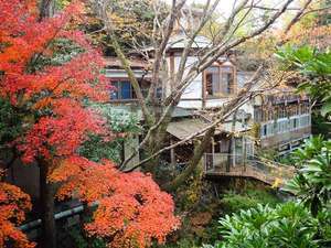 湯回廊菊屋 夏目漱石も泊まった宿 11月14日から修善寺自然公園もみじ祭